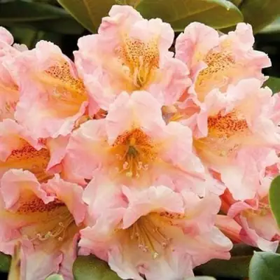 Рододендрон ФЛАУТАНДО в Минске