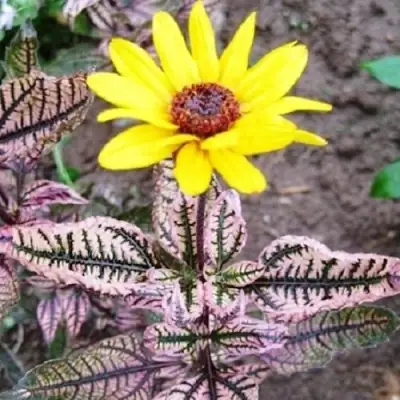 Гелиопсис САММЕР ПИНК в Минске