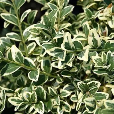 Бирючина ВАРИЕГАТУМ овальнолистная в Минске