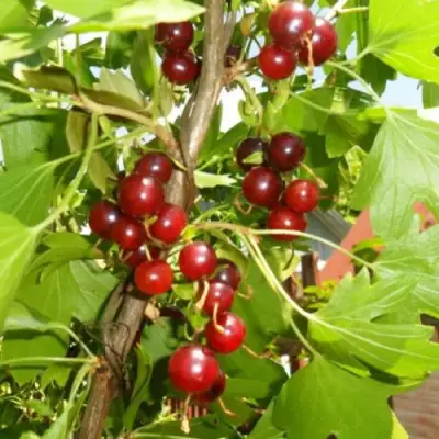 Смородина золотистая ВИШНЕВАЯ в Минске