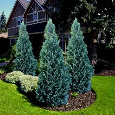 Кипарисовик ВАН ПЕЛЬТС БЛЮ лавсона в Минске