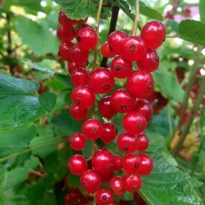 Смородина красная КОНСТАНТИНОВСКАЯ в Минске