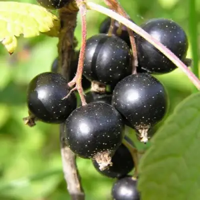 Смородина чёрная ПАМЯТЬ ВАВИЛОВА в Минске