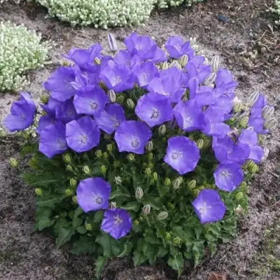 Колокольчик САНТА карпатский в Минске