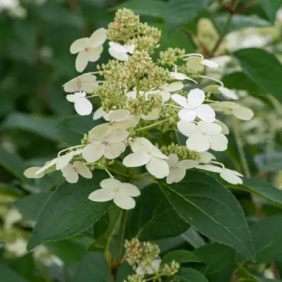 Гортензия ПРИМ ВАЙТ метельчатая в Минске