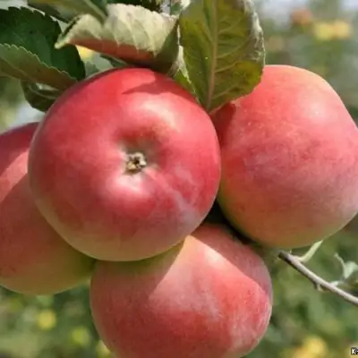 Яблоня ВЭМ-РОЗОВЫЙ в Минске