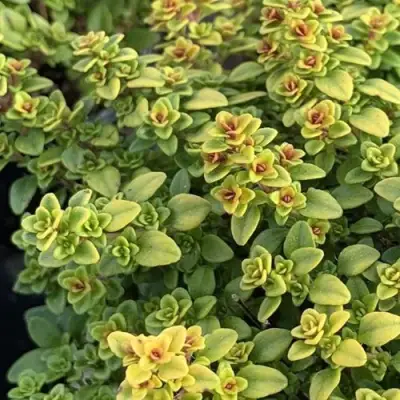 Тимьян АРЧЕРЗ ГОЛД в Минске