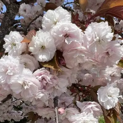 Сакура ШИРОФУГЕН в Минске