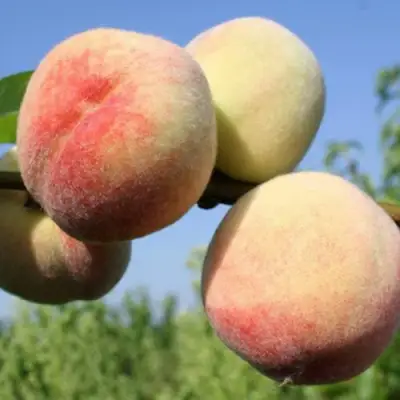 Персик ДОНЕЦКИЙ БЕЛЫЙ в Минске