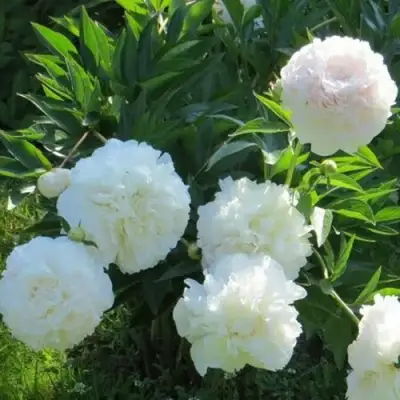 Пион МУН ОВЕР БАРРИНГТОН травянистый в Минске