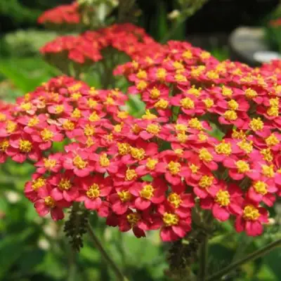 Тысячелистник ПАПРИКА обыкновенный в Минске