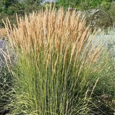 Вейник АВАЛАНШ остроцветковый в Минске