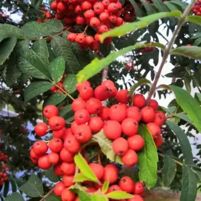 Рябина НЕВЕЖИНСКАЯ сладкоплодная в Минске