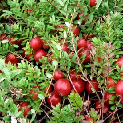 Клюква СТИВЕНС в Минске