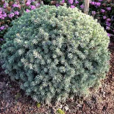 Ель ЭХИНИФОРМИС сизая в Минске