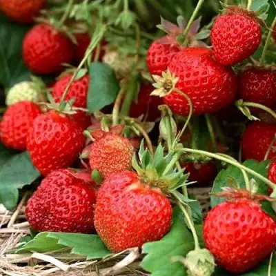 Клубника САН АНДРЕАС ремонтантная в Минске