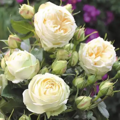 Роза ВЕНДИНГ ПИАНО чайно-гибридная в Минске