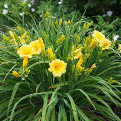 Лилейник СТЕЛЛА ДЕ ОРО гибридный в Минске