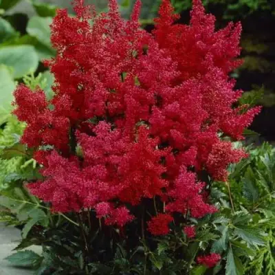 Астильба ГРАНАТ Арендса в Минске