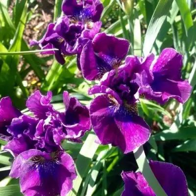 Ирис БАНДЛ ОВ ДЖОЙ сибирский в Минске