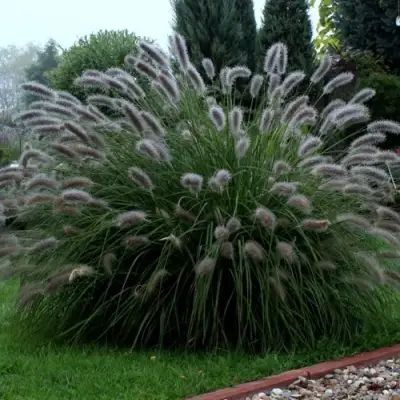 Пеннисетум ЛЕДИ Ю в Минске