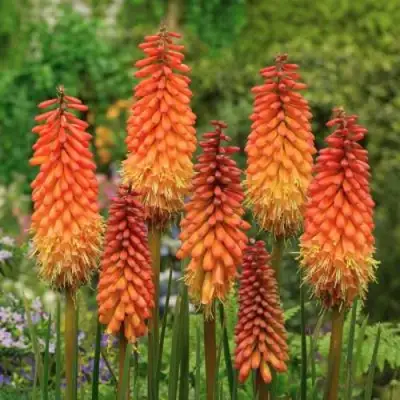 Книфофия АЛЬКАЗАР гибридная в Минске