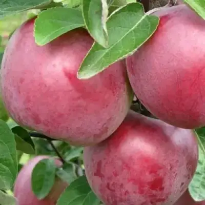 Яблоня АЛЕСЯ в Минске