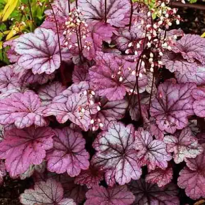 Гейхера ШУГА ФРОСТИНГ в Минске