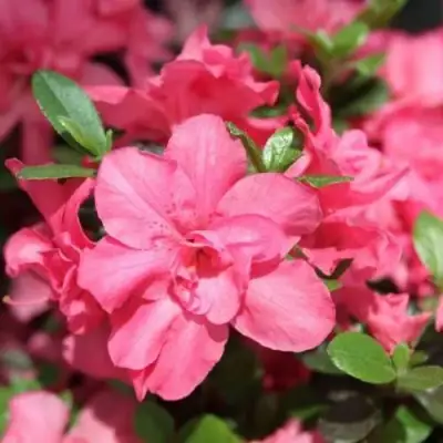 Азалия РОКОКО японская в Минске