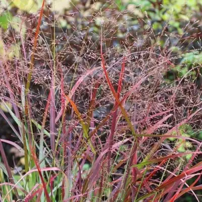 Просо РЕБРАУН прутьевидное в Минске