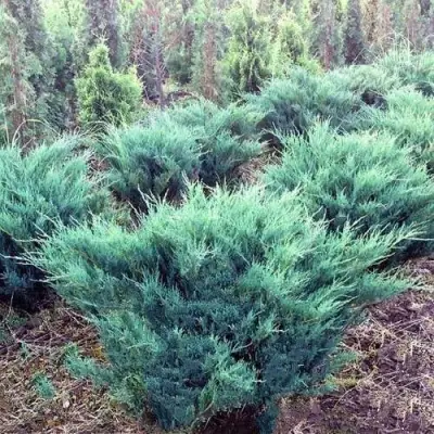 Можжевельник БЛЮ ДАНУБ казацкий  в Минске