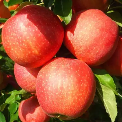 Яблоня ГАЛА ШНИГА в Минске