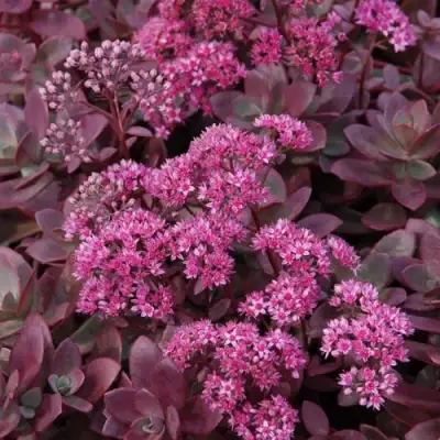 Очиток (седум) САНСПАРКЛЕР ФАЙЕРКРЕКЕР в Минске