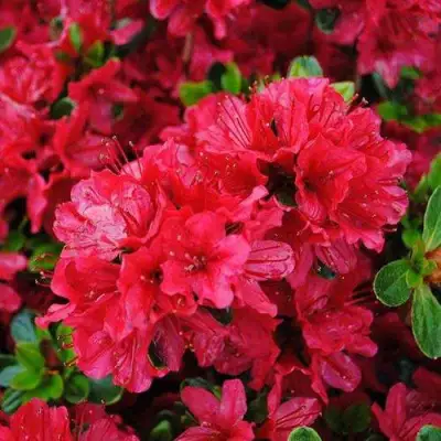 Азалия ХИНО КРИМСОН японская в Минске