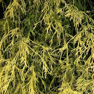 Кипарисовик ФИЛИФЕРА АУРЕА горохоплодный в Минске