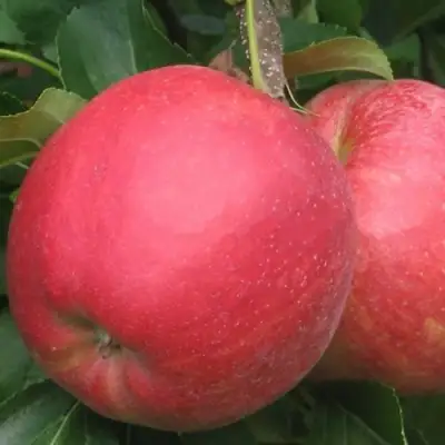 Яблоня РУБИН в Минске