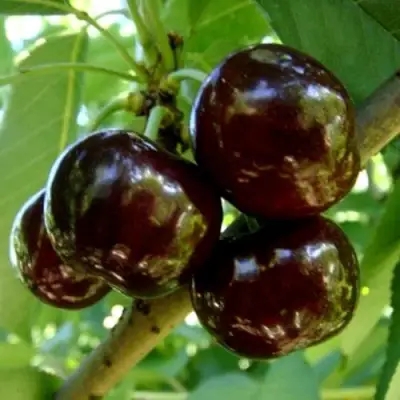 Черешня МУСКАТНАЯ в Минске