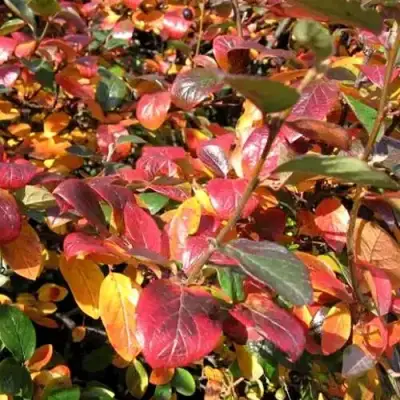 Кизильник блестящий в Минске