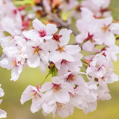 Сакура КОЙО НО МАЙ в Минске