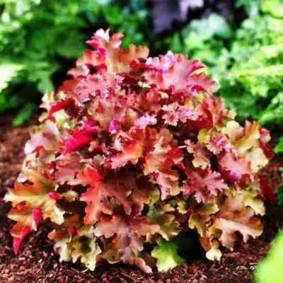 Гейхера МАРМЕЛАД в Минске