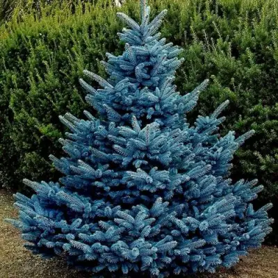 Ель МАДЖЕСТИК БЛЮ колючая в Минске
