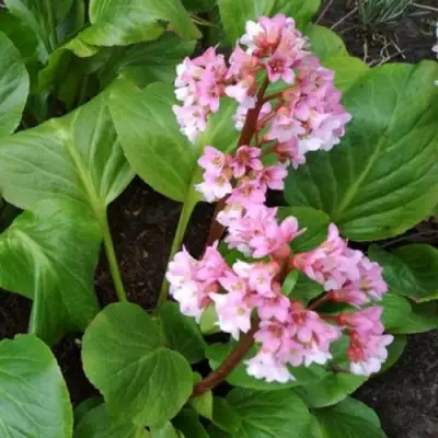 Бадан БЭБИ ДОЛЛ в Минске