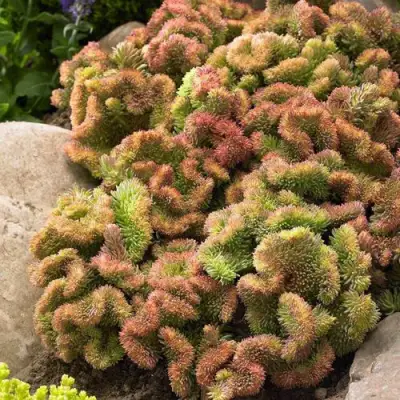 Очиток (седум) КРИСТАТУМ отогнутый в Минске