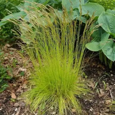 Щучка ТАТРА ГОЛД извилистая в Минске