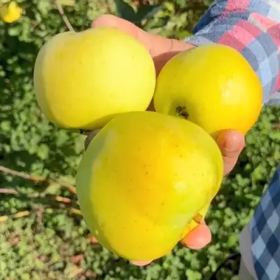 Яблоня КАЛУЖАНКА в Минске