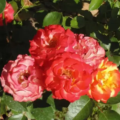 Роза ТАЙФУН спрей в Минске