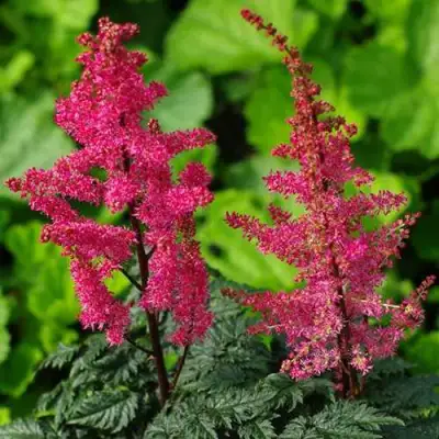 Астильба МУЛЕН РУЖ курчавая в Минске