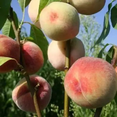 Персик ДОНЕЦКИЙ БЕЛЫЙ в Минске