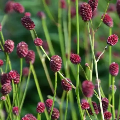 Кровохлебка ЧОКОЛАТ ТИП в Минске