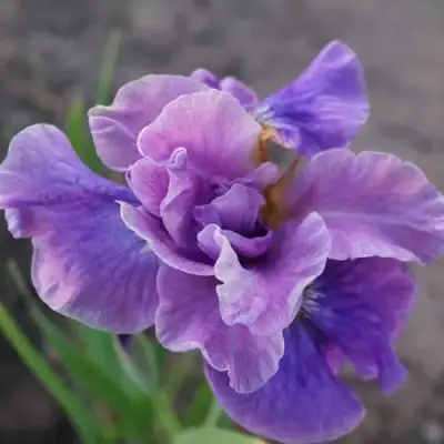 Ирис ХЭВИНГ ФАН сибирский в Минске